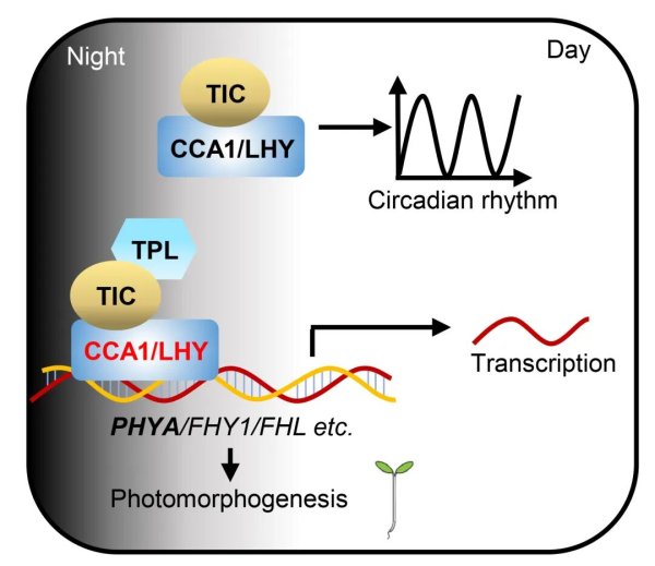擒牛宝配资 硕士毕业于吉林农业大学，博士毕业于中科院植物所，研究员以通讯作者身份发表Nature Communications
